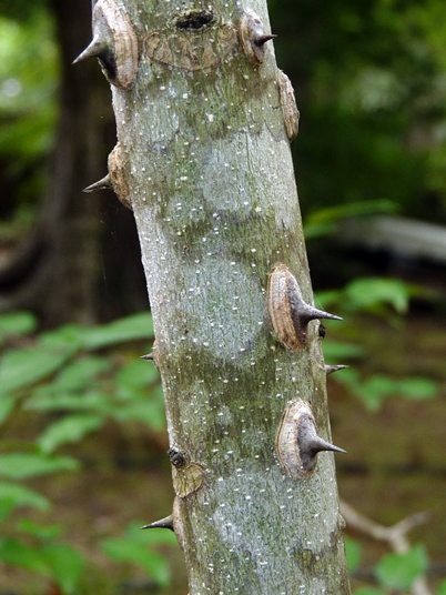 {Zanthoxylum clava-herculis}